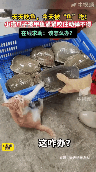 笑不活了！安徽一海鲜店，老板准备卖甲鱼时，自家小猫“手欠”偷摸去吃，结果爪子被甲