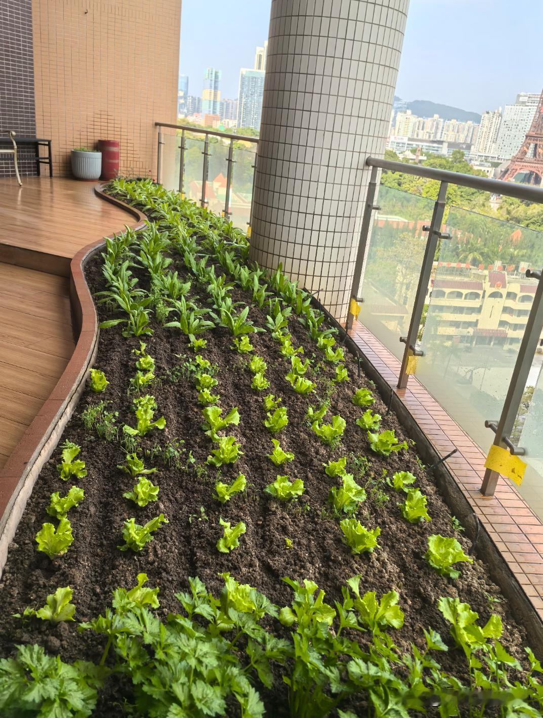 阳台有机菜，可以开吃啦🙂这天气叶菜长得快，一天一样，春节菜有了有机蔬菜