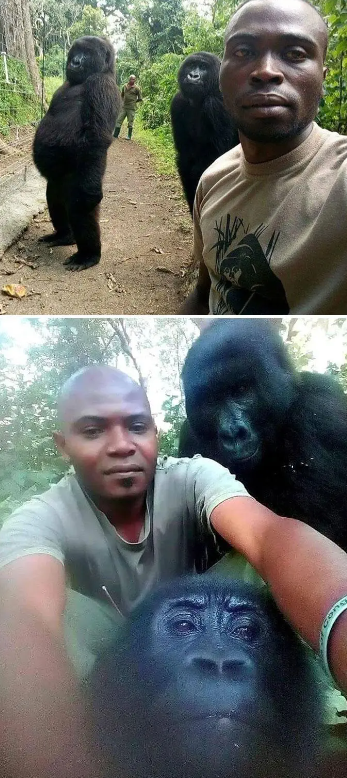 反偷猎者与他们守护的大猩猩合影留念。
