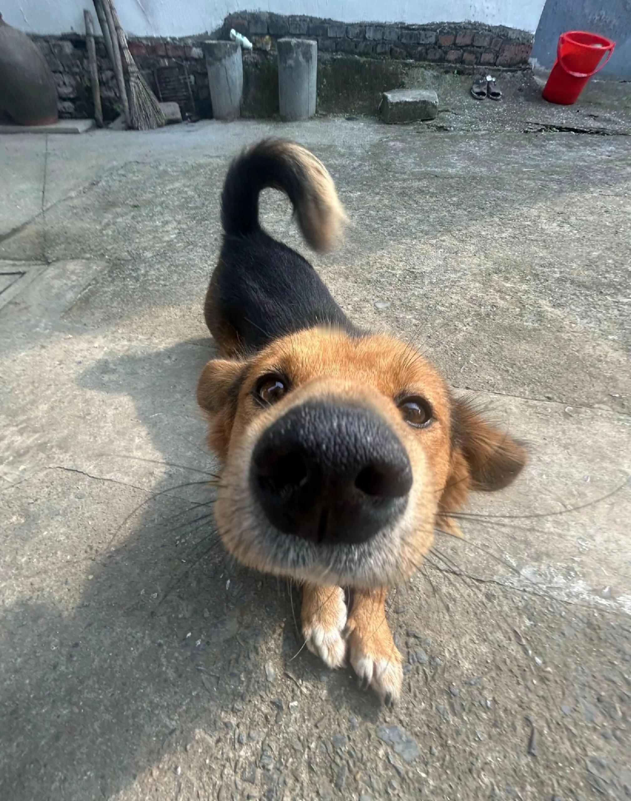 小狗遇见喜欢的人，眼睛也会变得亮晶晶