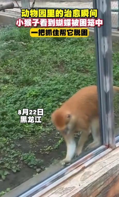 破防了！8月24日哈尔滨新闻眼报道，黑龙江，女子带着孩子逛动物园，小孩拿着手机随