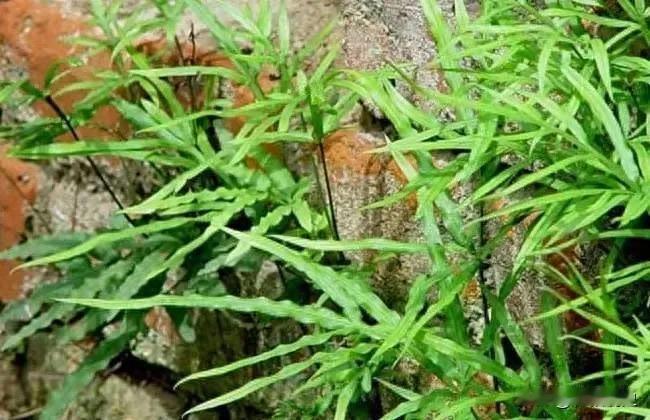 中草药——凤尾草[无奈吐舌]如果在潮湿的墙角、石缝或老井边，看到一丛叶片纤细、形