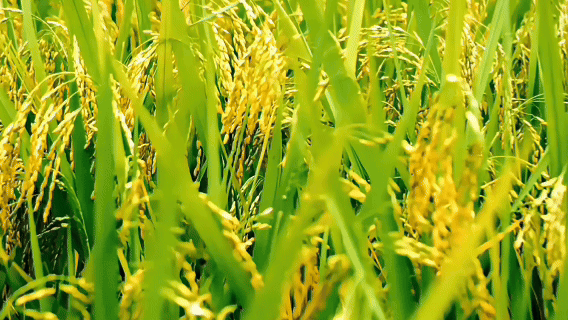 微视频丨清风正气暖万家