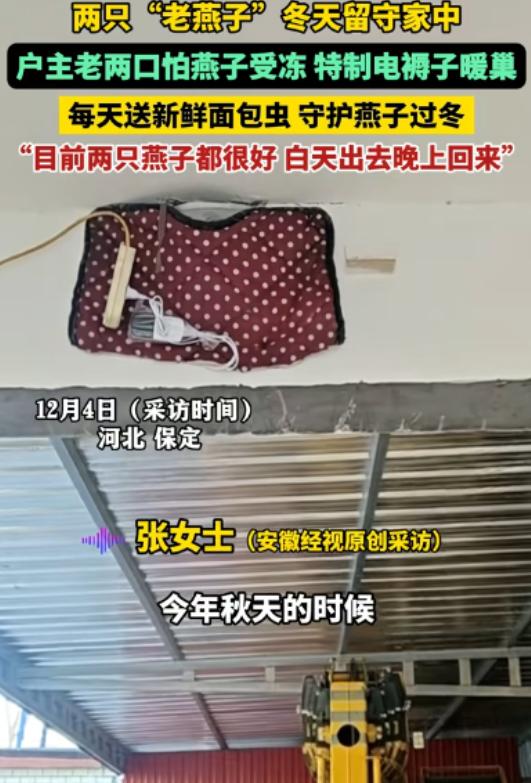 河北保定的一户普通农家院里，上演了一场挑战生物本能的“生死营救”：本该在几千公里