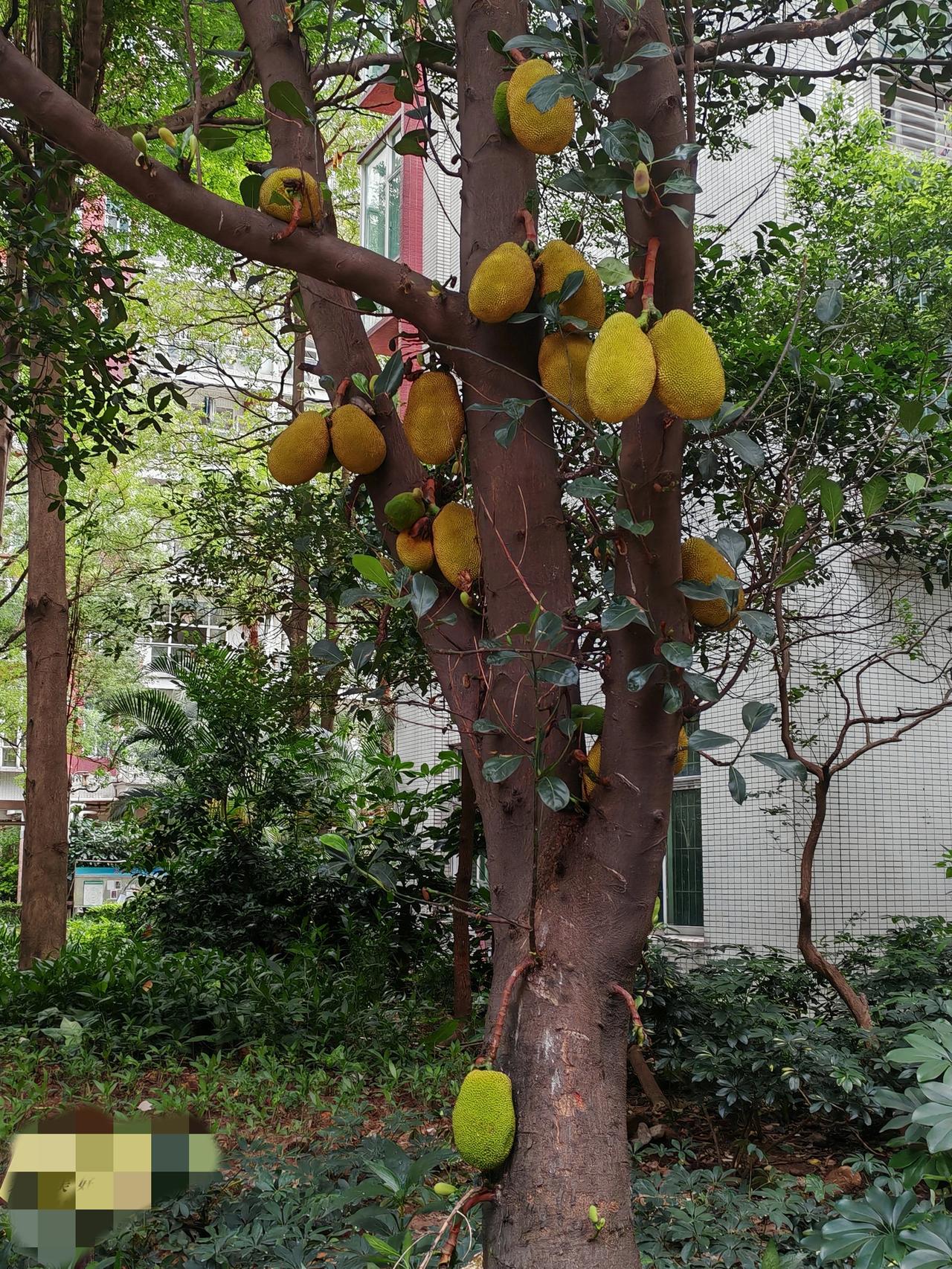 办公大院的大树菠萝长势喜人，枝头果实日渐饱满，悄悄一天天长大。
