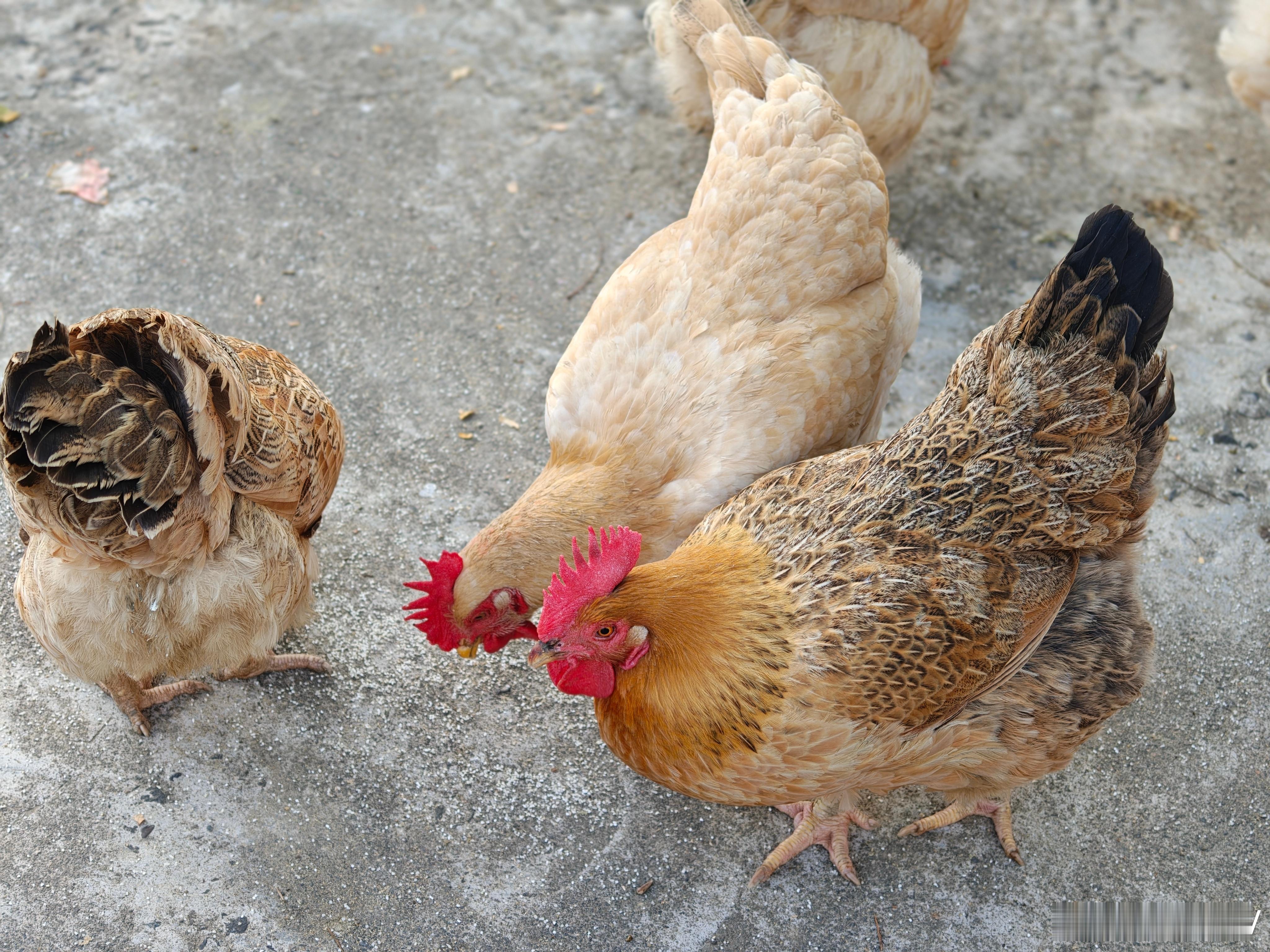 给你们看看农村的放眼大母鸡皮薄肉厚，做白切鸡很好吃！