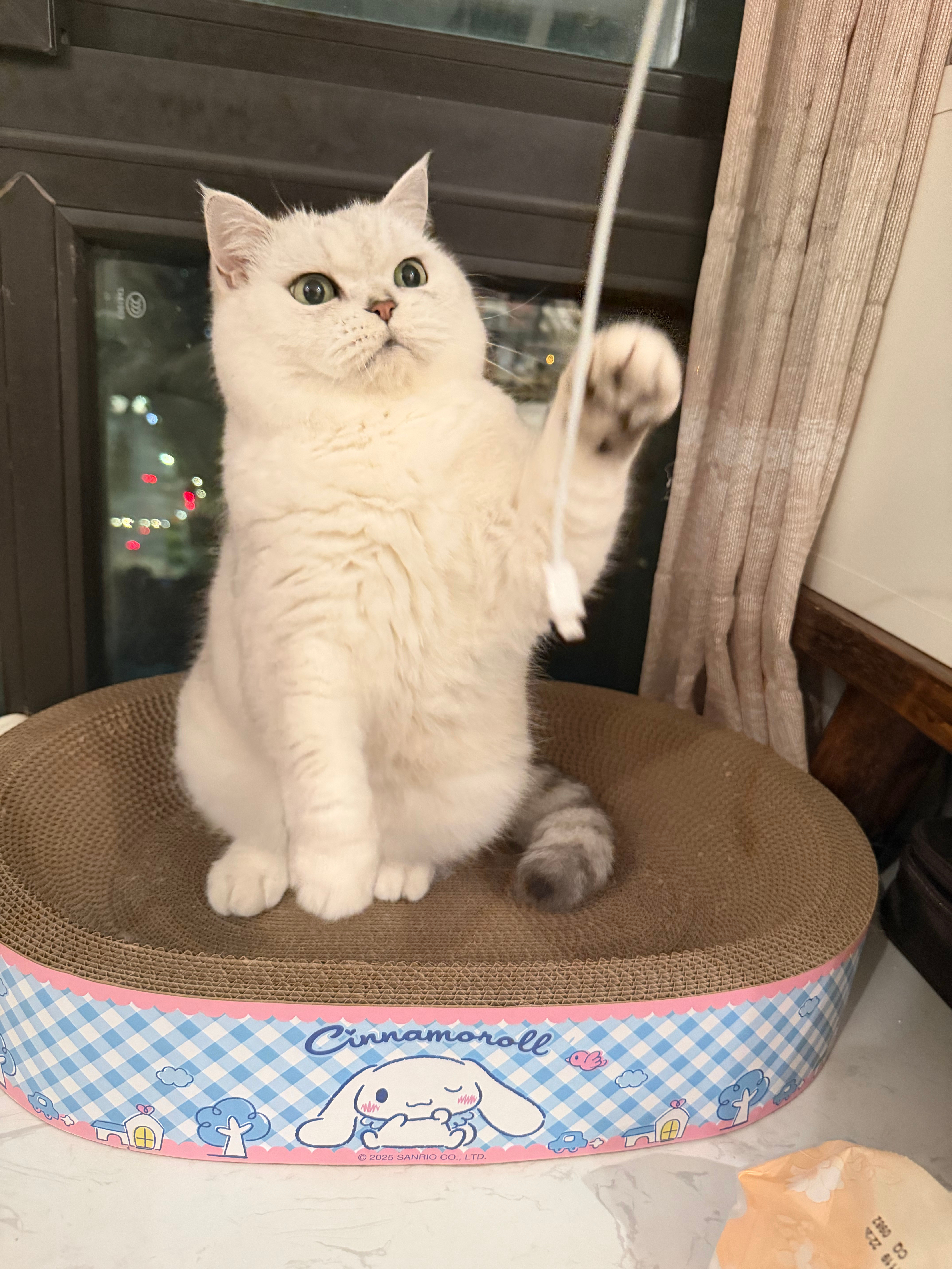 “最近”猫咪一个亿