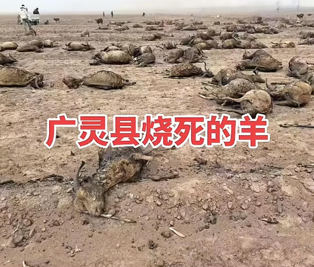 山西大同，170多只羊被烧死现场！养羊人杨先生，只有一只左手，妻子常年卧病在床，