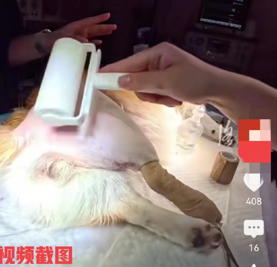 今有只柯基狗狗做个小手术。原因在于柯基腿骨折了。只见医生为其上药做手术，