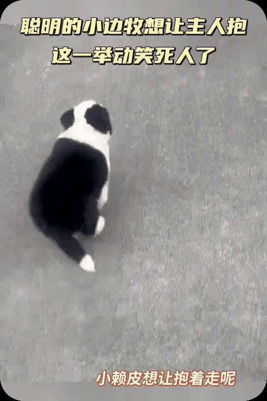 边牧真的是狗界智商天花板，心眼多到离谱！想让抱就直接躺平耍赖，这套路跟两三岁小