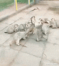 搞笑GIF: 当过兵的人厨房是这样的! 看到最后莫名的想笑