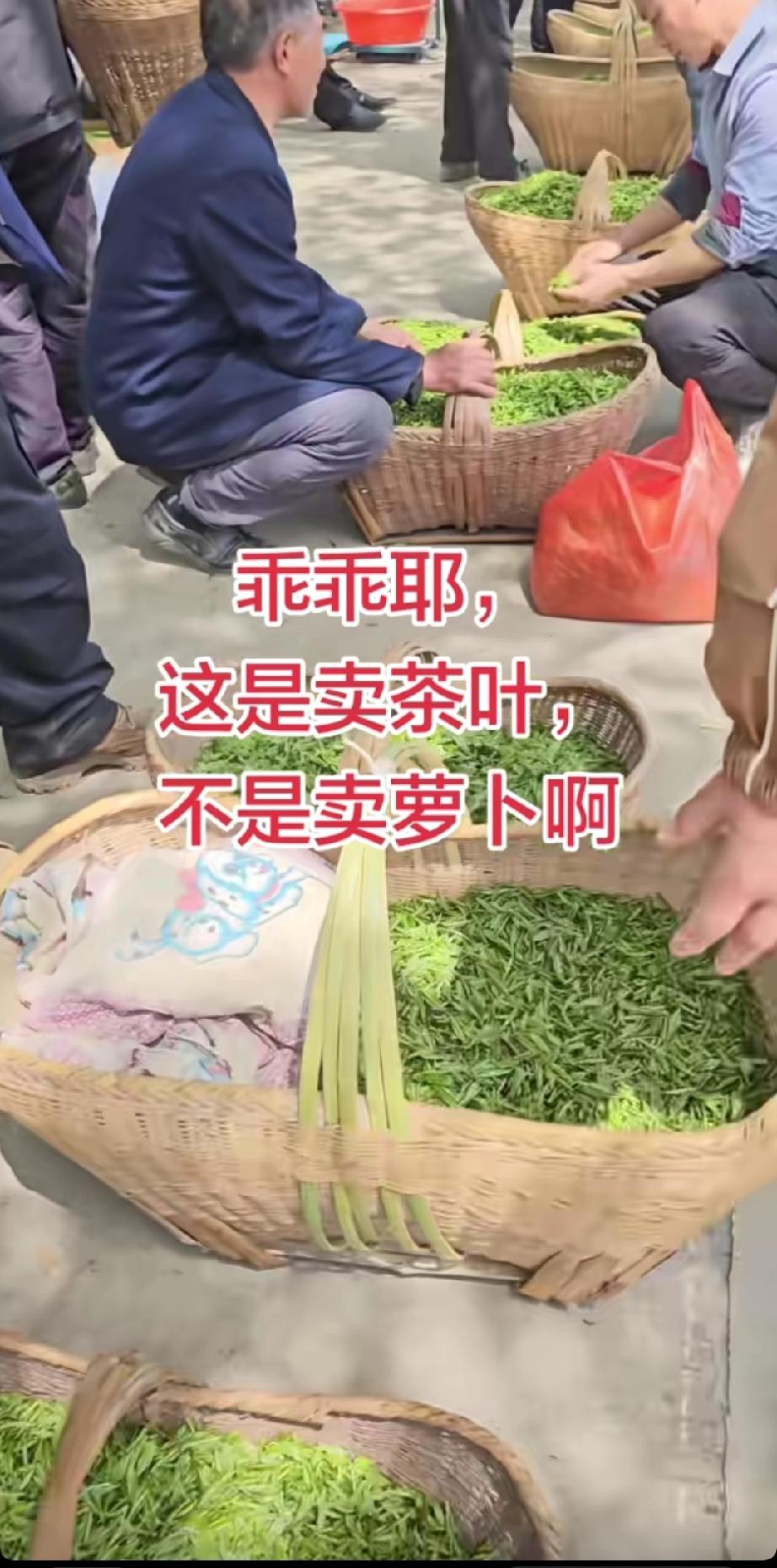 信阳茶农突然发现，今年的茶叶丰收了，质量也提高了，但却突然不好卖了。往年这个时候