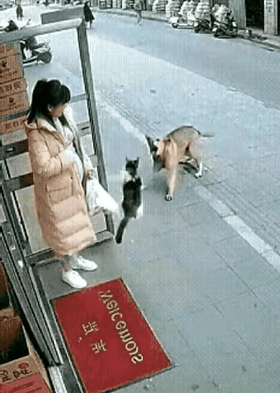 太有灵性了！”一只被孕妇长期投喂的流浪猫，在她下楼喂食时，突然遇到未拴绳的大狗冲