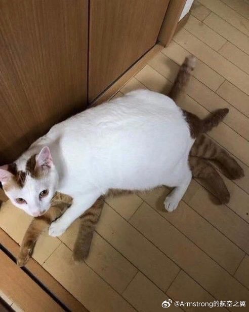 以防你不知道小猫咪一年内能长多大