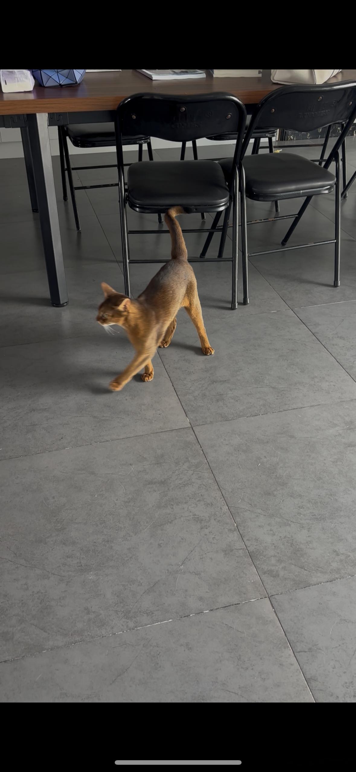 小猫咪来啦​​​