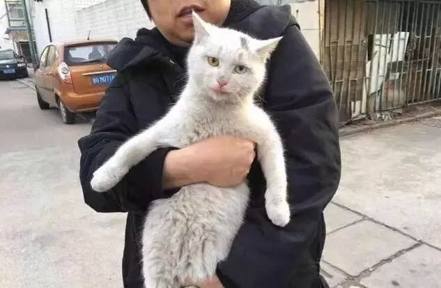 路上看到家里猫咪抱回家，结果家里有个一模一样的猫咪！！是双胞胎吗