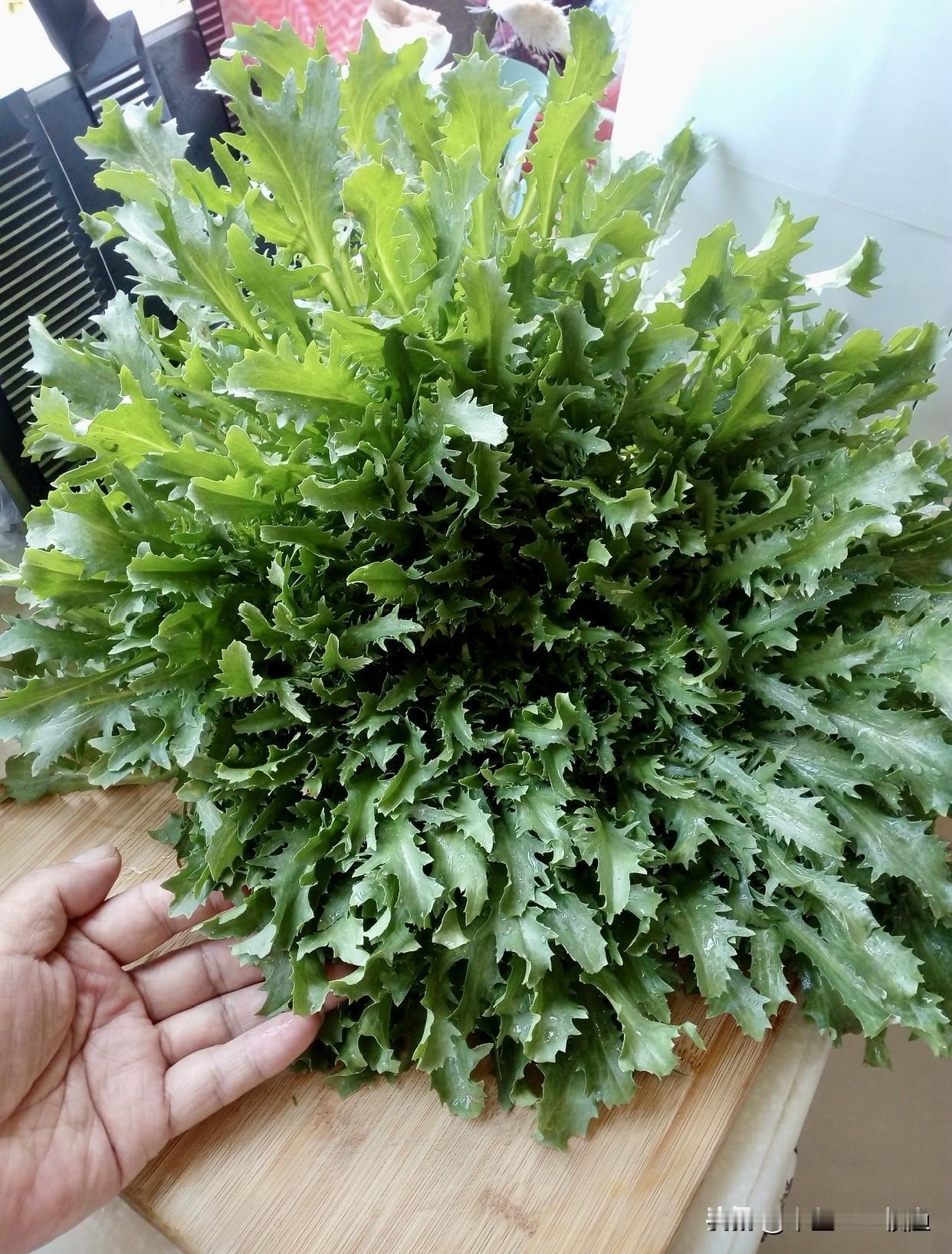 我每年都种很多苦菊，但自己不怎么吃以送人为主。苦菊这东西很好种也泼实，春天自己蓄
