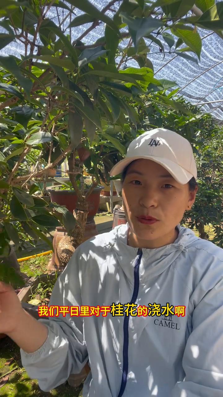 井水可以浇桂花吗？井水可不可以来浇桂花？大家好，我是莒县养桂花的张。我所在的地