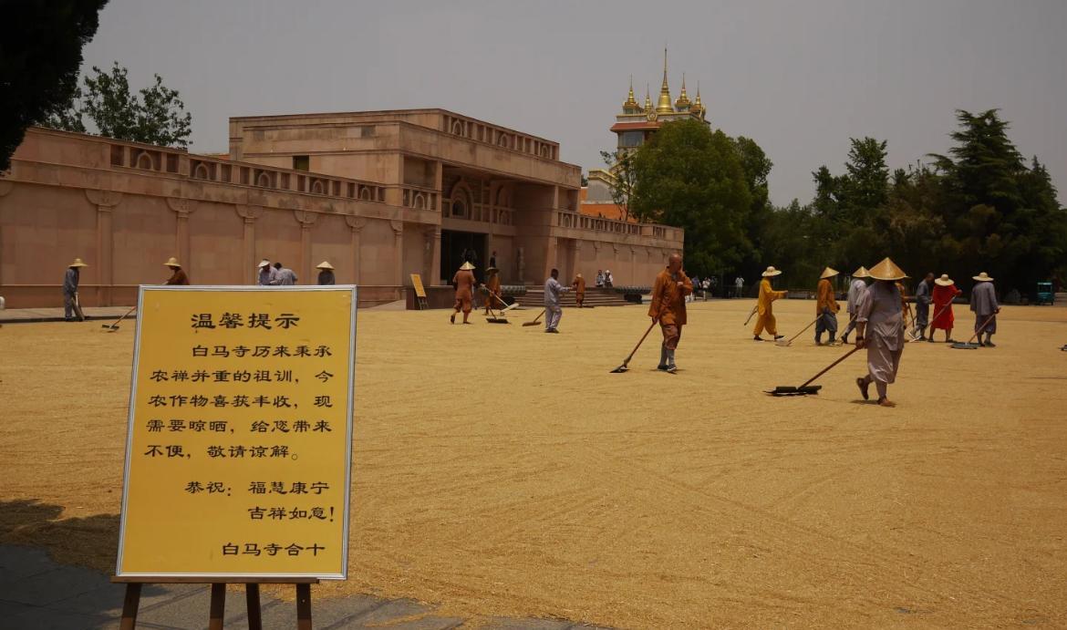 这就是为何选白马寺方丈印乐法师接替释永信的原因。在白马寺，僧人需要自己晒