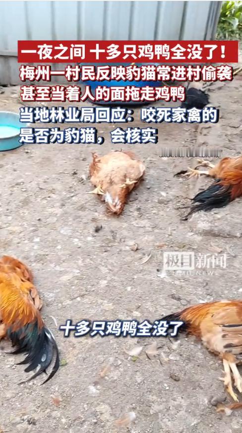 “太吓人了！”近日，广东梅州，一女子一觉醒来后竟发现自家院子里二十多只鸡全被咬死