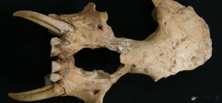 秦始皇祖母陵出土“灭绝新物种”科学家通过古DNA测序技术发现秦始皇祖母夏太后