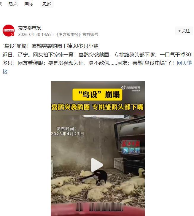 解释不清了！4月30日南方都市报报道，辽宁出了件离谱事，一只喜鹊闯进鹅圈，对着三
