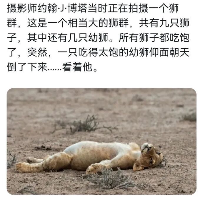 这小肚瓜，狮翅包饭！