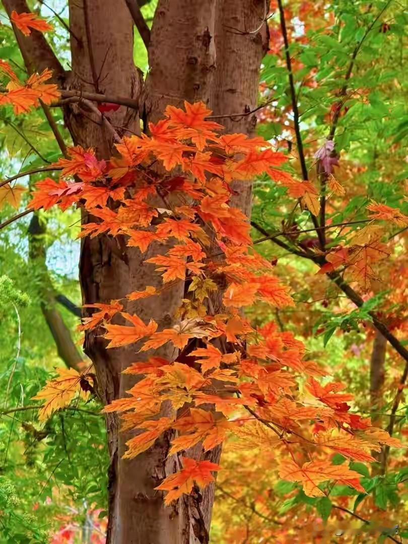 北京市区为什么不种植红叶树从实际种植情况来看,枫树(如元宝枫)和黄栌在京郊
