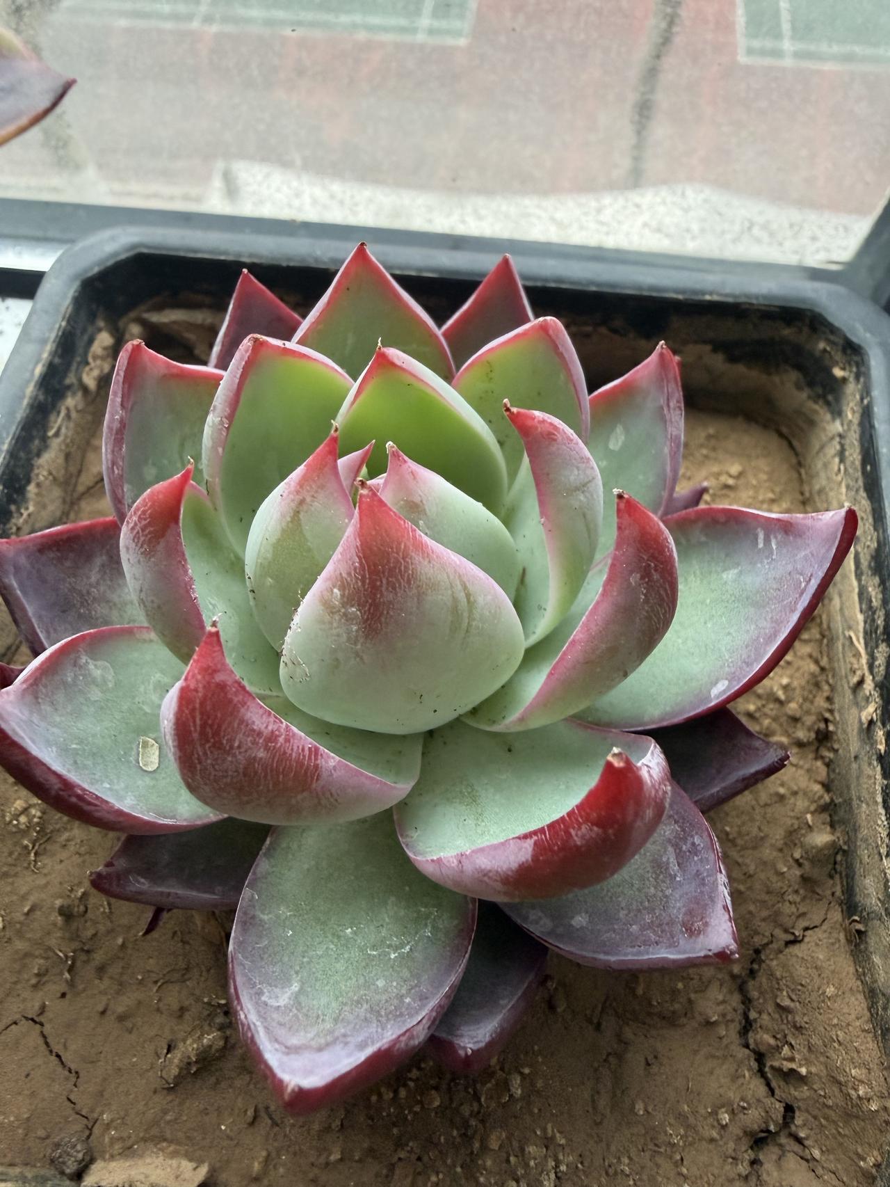 喜欢养花的我，不但在家里养花，还把花养到了学校的办公室里。瞧瞧这些小可爱们，不但