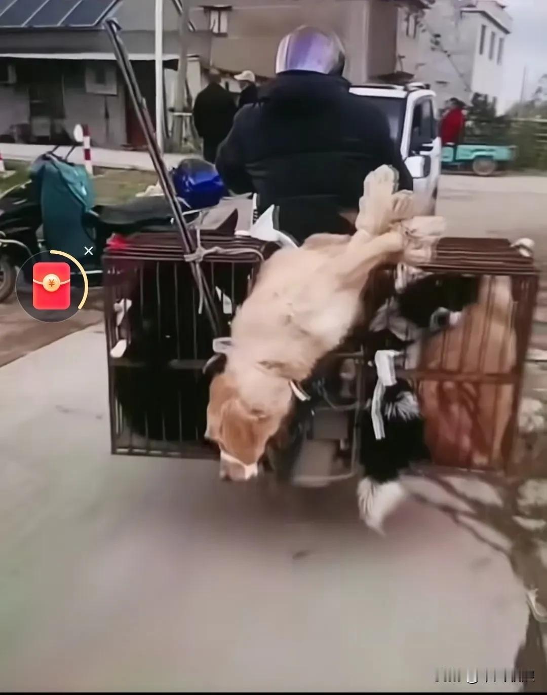 狗贩子收来的狗狗在铁笼里装不下了，于是把其中一只狗狗的四肢捆住，嘴巴封住，然后倒