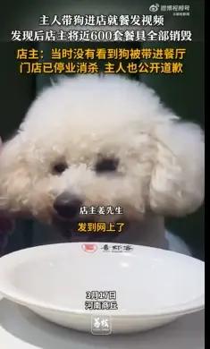河南商丘，顾客带狗进店就餐，拍视频发网上。店主发现后，砸了将近600套餐具，损失