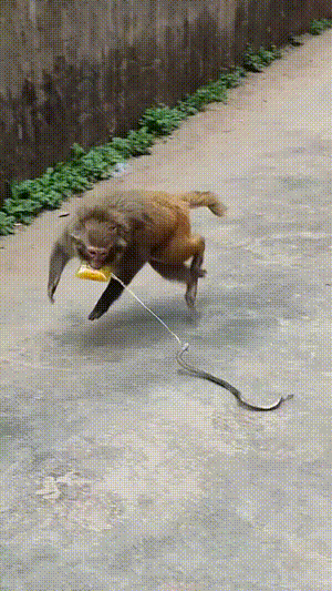 你玩猴呢你，变态！