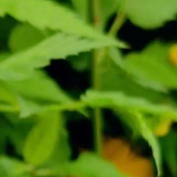 种植🥀棣棠花的种植技术1、土壤：棣棠花种植地应选择温暖湿润的、土壤要求松软、