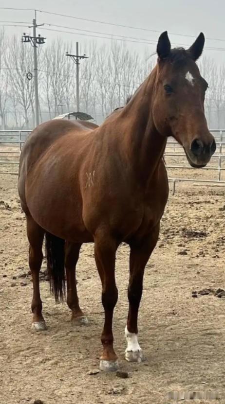 中国每年有470万匹马被屠宰，可是在国内几乎看不到有人吃马肉，这些马肉都去哪了？