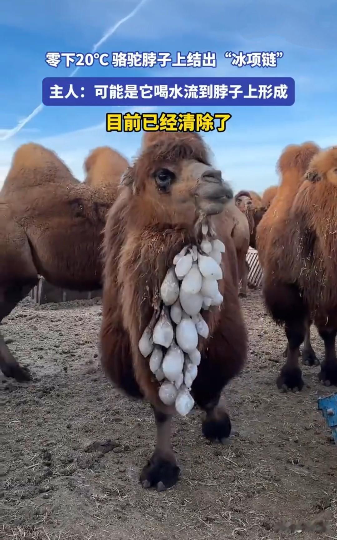 零下20度的内蒙古草原上，骆驼脖子上都结出了一串醒目的“冰项链”。据主人介绍，