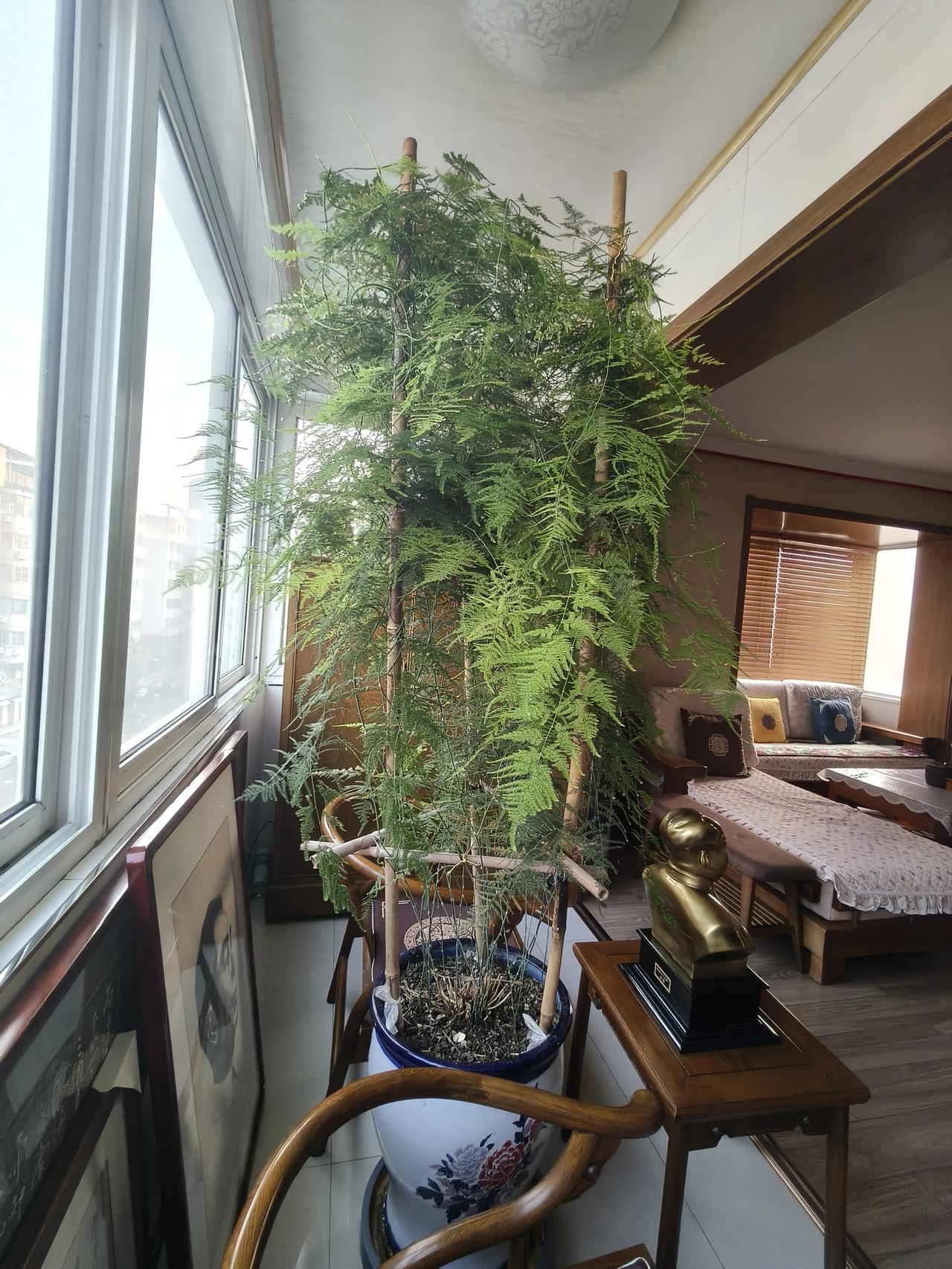 文竹可以修剪吗我家文竹从根部剪断过两次！一般都是在春节前剪断，开春后它就重新抽枝