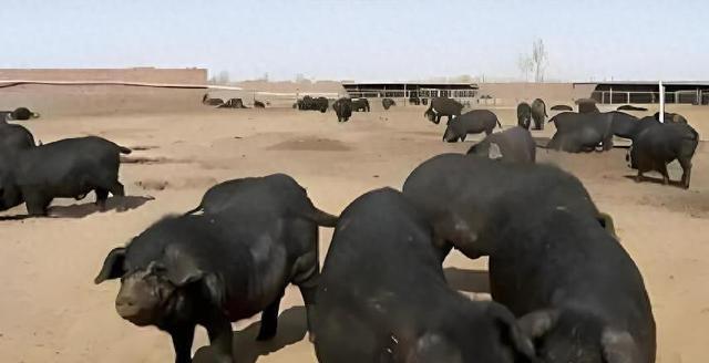 为啥中国人要在沙漠里放猪？你绝对想不到，10万头黑猪，直接解决了联合国都解决不了