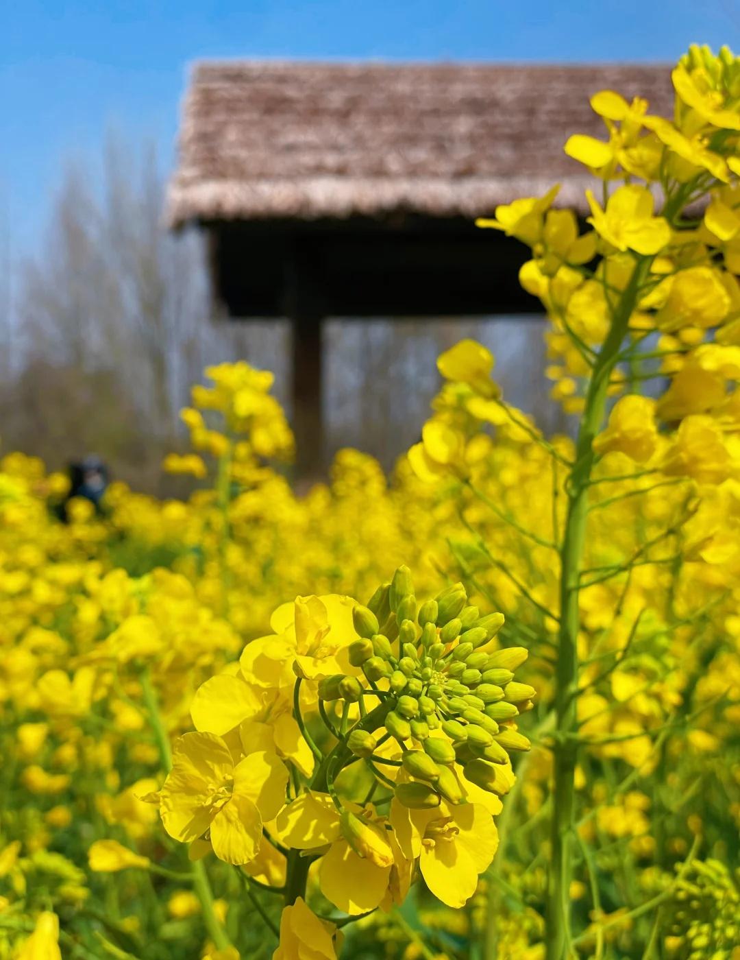 🌼进来接受明艳暴击！3.10东湖梯田花海正值油菜花盛花期，满眼都是明艳艳的金
