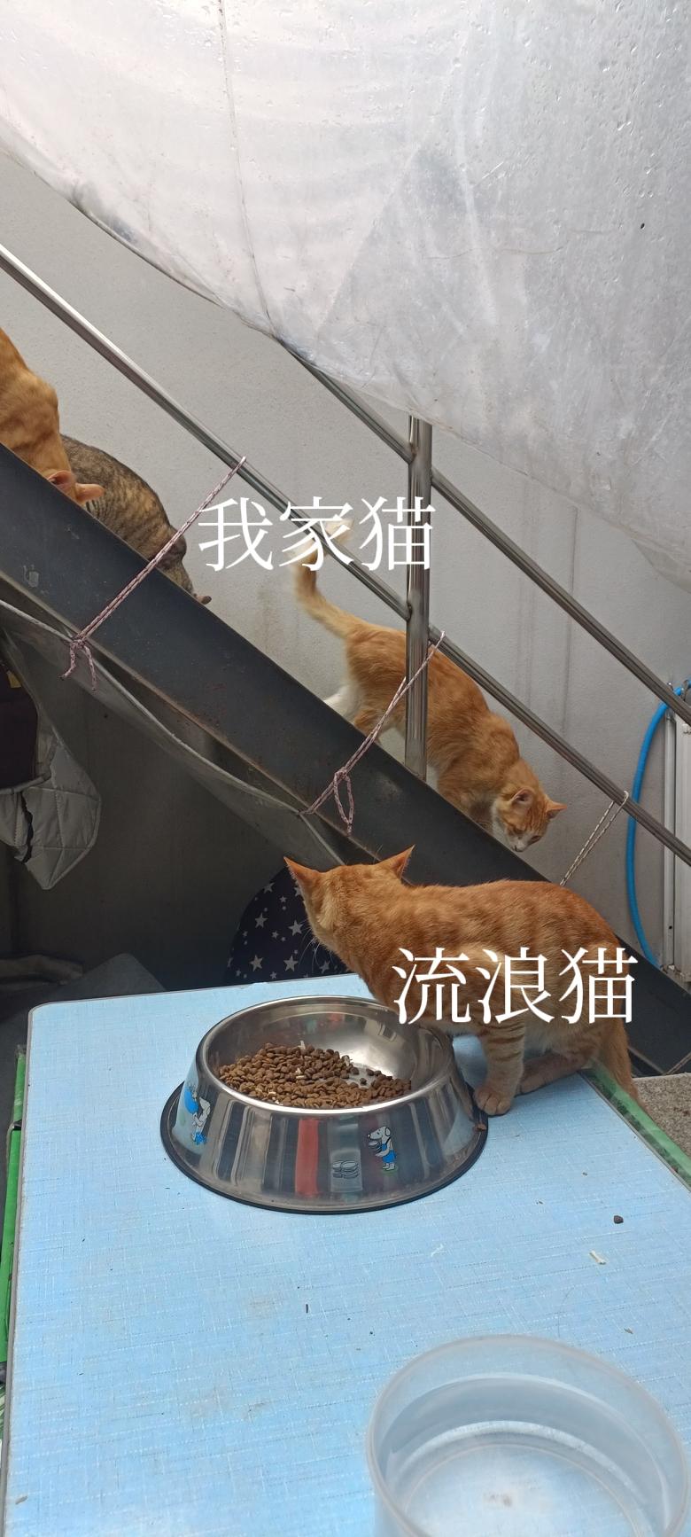 流浪猫越来越放肆了，大摇大摆跑到我家院子里吃猫粮，当着我的面欺负我家散养的小猫，