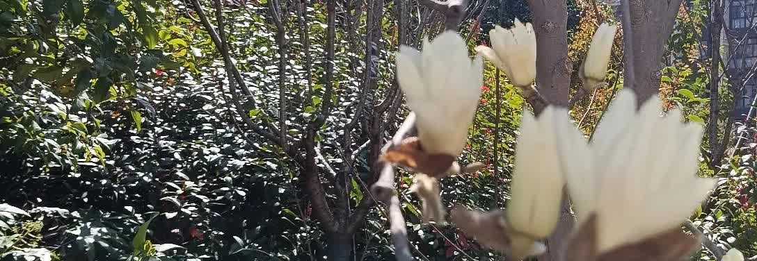 据媒体最近的报道:朱媛媛在确认病情后第一时间也是积极配合治疗，希望自己是那个幸运