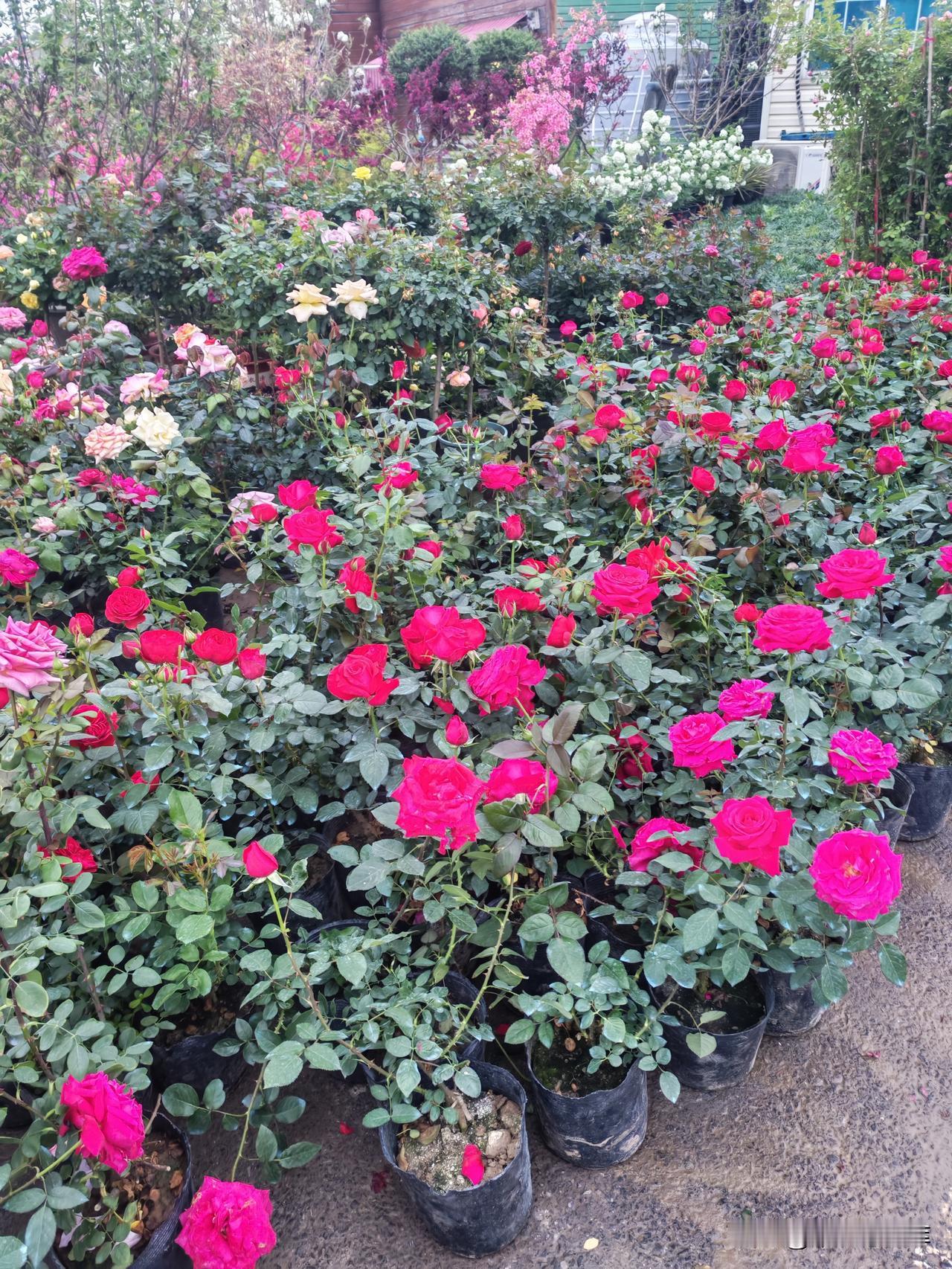 我现在不理解工人们的建议。正在思考中，犹豫不决。我有个苗木场，几乎每夭有三十多