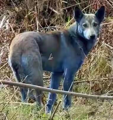 切尔诺贝利核电站附近出现多只蓝色狗,为核事故后被遗弃宠物的后代。10月27日,