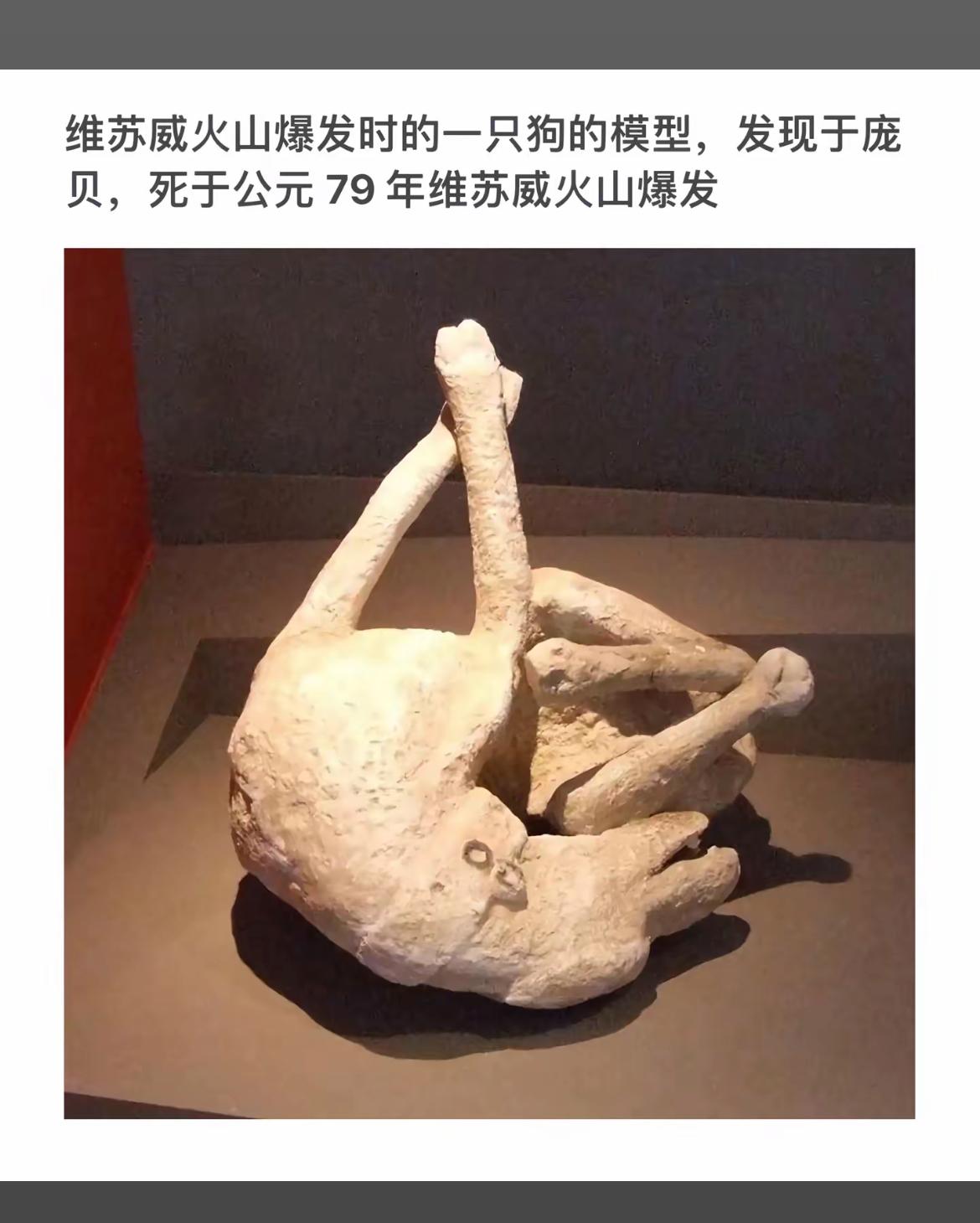 维苏威火山爆发中的狗模型，凝固在时间的长河里。