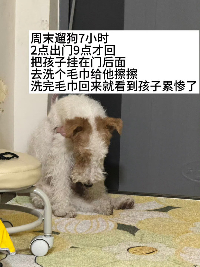 遛狗太累？试试这招，让狗狗也享受！🐶🐕