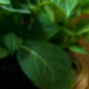 种植0000紫珠的种植方法🌱💜土壤：土壤以红黄壤为好，要求土壤疏松、肥沃、