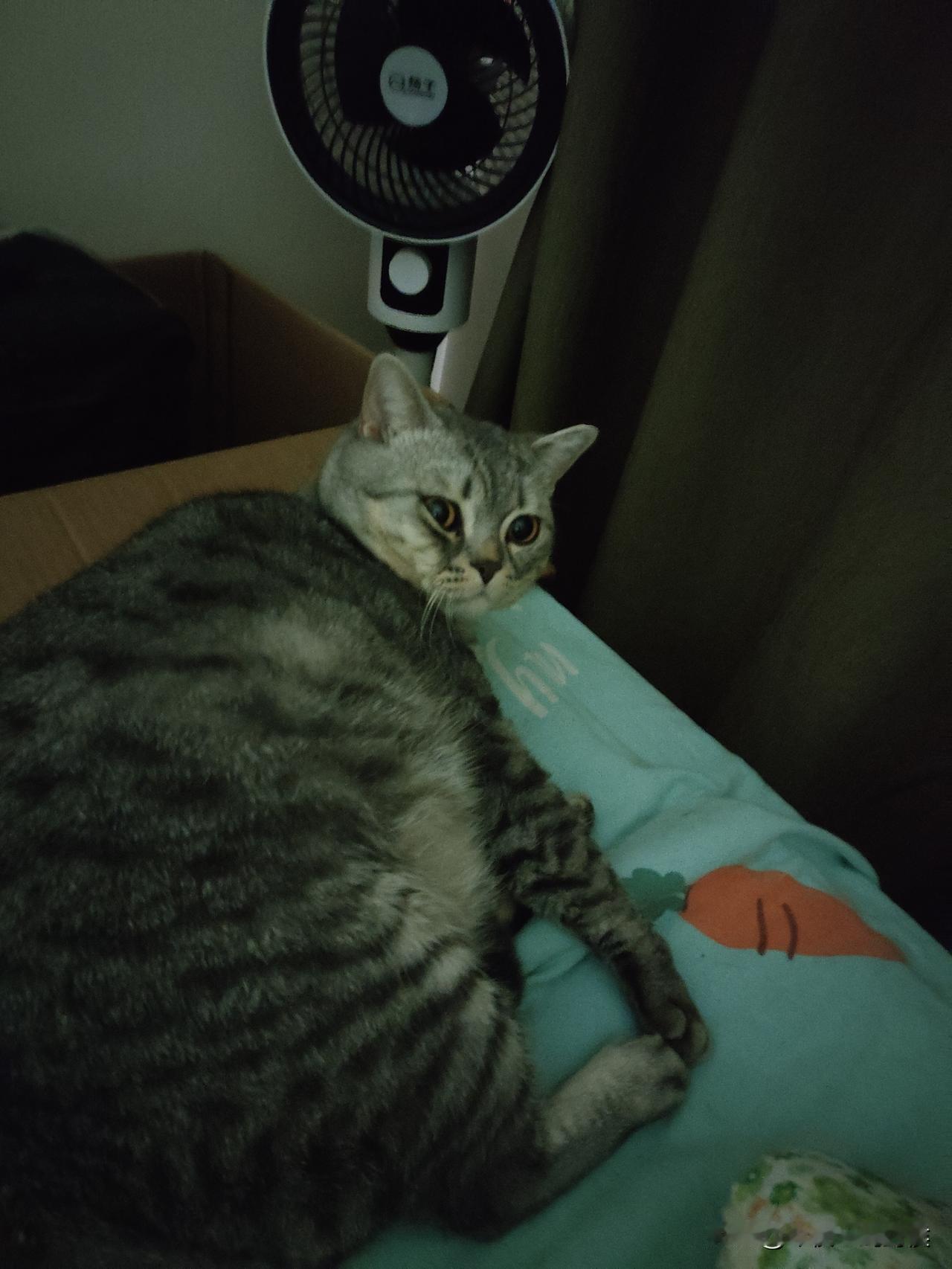 猫想去客厅玩，被我抓住关进了卧室，它很生气，不理我了。这一次猫发情的时间很长。