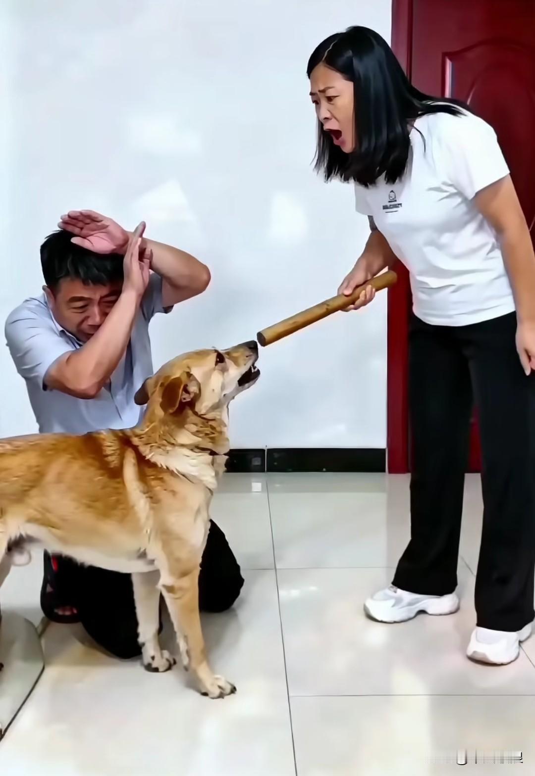 妻子操起棍子重罚丈夫，用棍子指着他，恶狠狠地骂骂咧咧。狗狗知道爸爸是好人，便护着