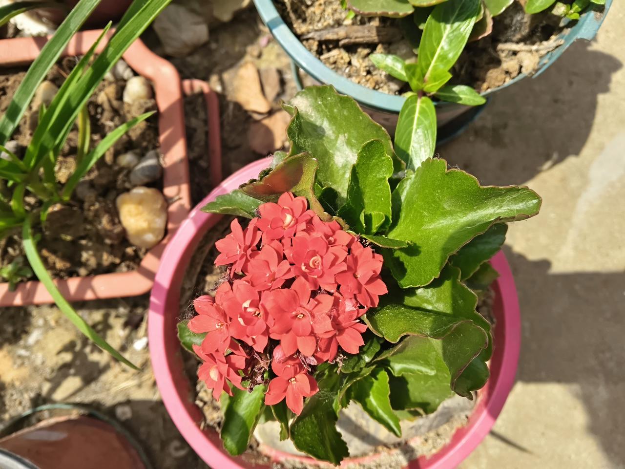 三月份扦插的一指长的长寿花，长势良好，花开不断，一个字:特别好养。你的长寿花还