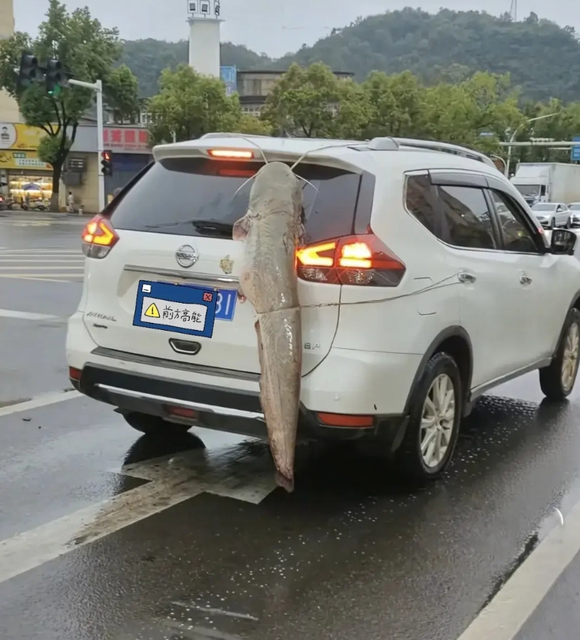 他是多么的希望战果被大家看到呀？近日在湖北街头，一辆鄂B的私家车可是出尽了风