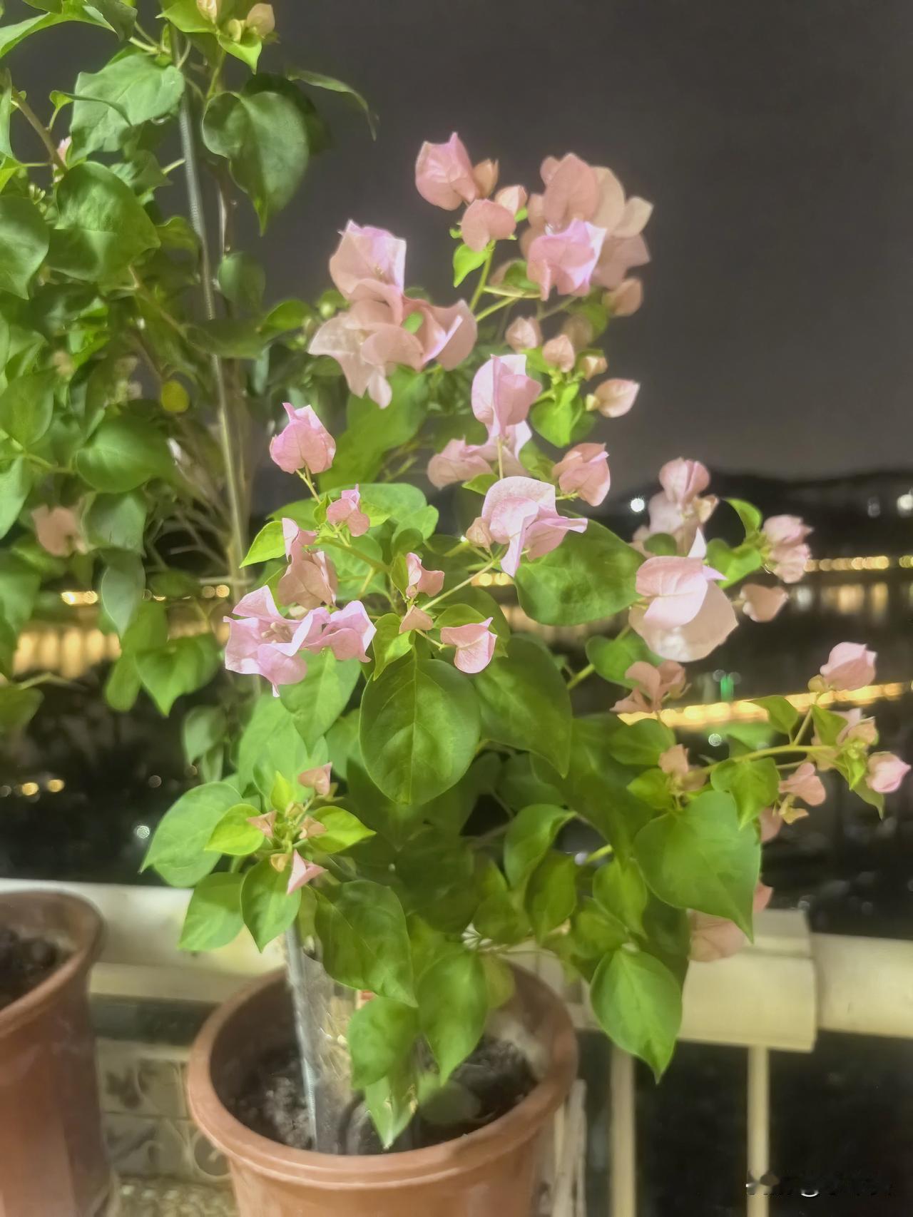 曾是我阳台颜值担当的暗丽，因施肥过量，令它枝叶发蔫，奄奄一息。心一横，剪掉冗枝与